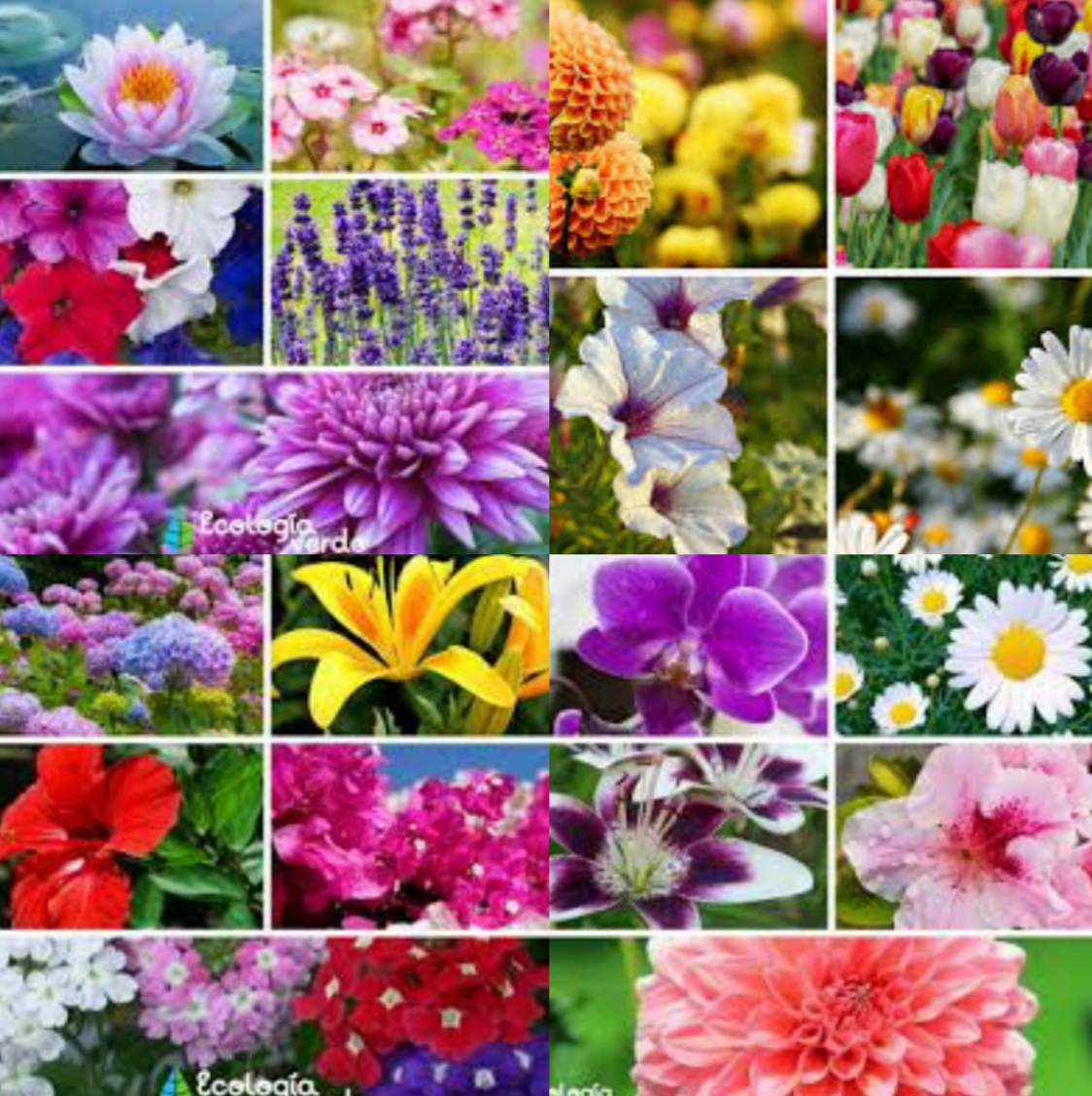 Collage de flores de todo tipo