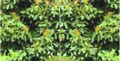 2 fotos de la especie Persea americana