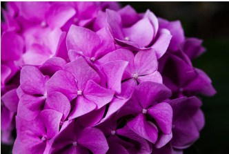 Azalea de flores violetas - Id Plantae